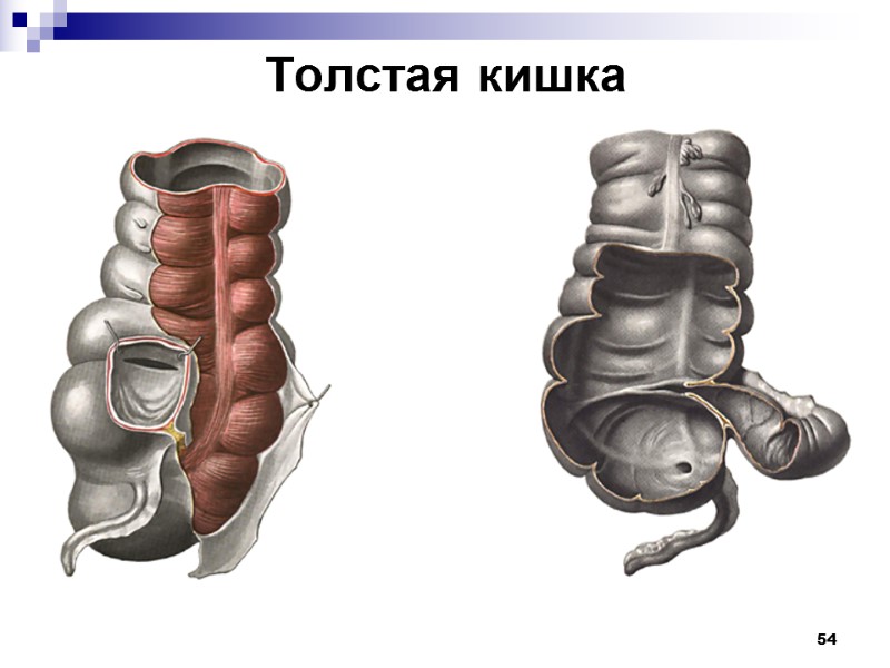 54 Толстая кишка